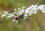 Trebandad blombock (Judolia sexmaculata)