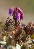 Lappljung (Phyllodoce caerulea)