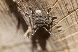 Spindelbock (Aegomorphus clavipes)