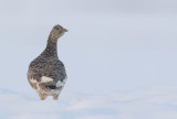 Rock Ptarmigan (Lagopus muta)