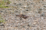 Aspskimmerfjäril (Apatura ilia)