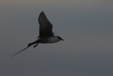 Long-tailed Jaeger (Stercorarius longicaudus)