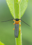 Videsmalbock (Oberea oculata)