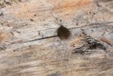 Raggbock, kläckhål (Tragosoma depsarium)