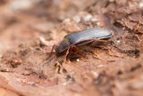 Raggbock (Tragosoma depsarium)