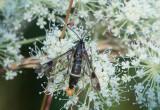 Dolkstekelsglasvinge (Synanthedon scoliaeformis)