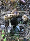 Lmsk flugsvamp (Amanita phalloides)