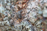 Spindelbock (Aegomorphus clavipes)	
