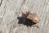 Spetsrovbärfis (Picromerus bidens)