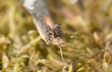 Svarthårig kvistbock (Pogonocherus hispidus)