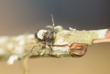 Lövkvistbock (Pogonocherus hispidulus)	