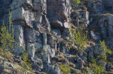 Gyr Falcon (Falco rusticolus)