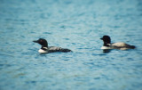 Common Loon (Gavia immer)