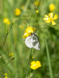 Hagtornsfjril (Aporia crataegi)