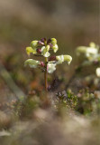 Lappspira (Pedicularis lapponica)