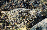 Rock Ptarmigan (Lagopus muta)	