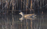 Spotted Crake (Porzana porzana)