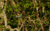 European Bee-eater (Merops apiaster)