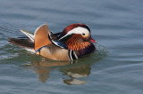 Mandarin Duck (Aix galericulata)