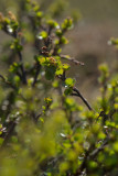 Dvärgbjörk (Betula nana)
