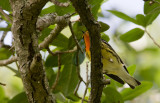 Blackburnian Warbler (Setophaga fusca)