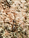 Vågbandad barkbock (Semanotus undatus)