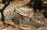 Common European Adder (Vipera berus)