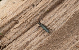 Blå lövbock (Stenostola dubia)