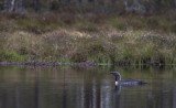 Red-throated Loon (Gavia stellata)