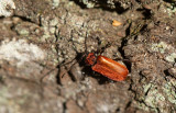 Rödhjon (Pyrrhidium sanguineum)