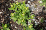 Vlsk krassing (Lepidium draba)