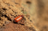 Rödhjon (Pyrrhidium sanguineum)