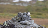 Rock Ptarmigan (Lagopus muta)