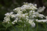 Spansk körvel (Myrrhis odorata)