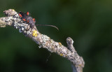 Rödbent ögonbock (Ropalopus femoratus)