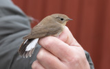 Red-breasted Flycatcher (Ficedula parva)