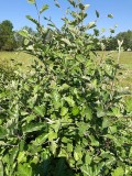 Oxel (Sorbus intermedia)