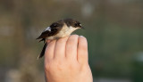 European Pied Flycatcher (Ficedula hypoleuca)