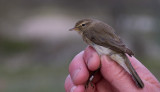 Common Chiffchaff (Phylloscopus collybita)