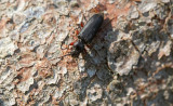 Allmän barkbock (Tetropium castaneum)