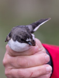European Pied Flycatcher (Ficedula hypoleuca)