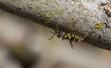 Lövgetingbock (Clytus arietis)