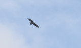 Golden Eagle (Aquila chrysaetos)