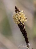 Vasstarr (Carex acuta)
