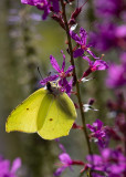 Citronfjäril (Gonepteryx rhamni)