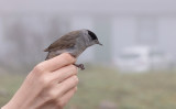 Eurasian Blackcap (Sylvia atricapilla)