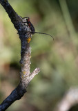 Rödbent ögonbock (Ropalopus femoratus)