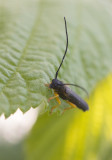 Hasselbock (Oberea linearis)