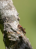 Vedspegelbock (Phymatodes testaceus)