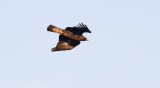 Golden Eagle (Aquila chrysaetos)	